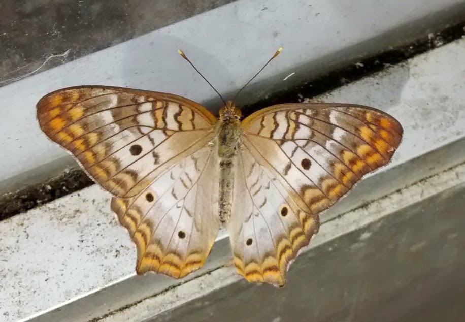 White Peacock butterfly